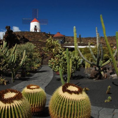 jardin des cactus4