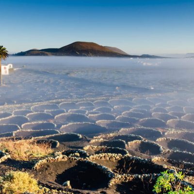 vignoble lanzarote