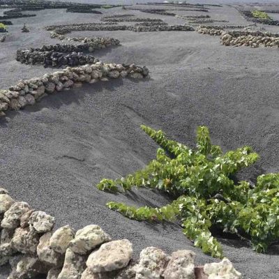 vignoble lanzarote2